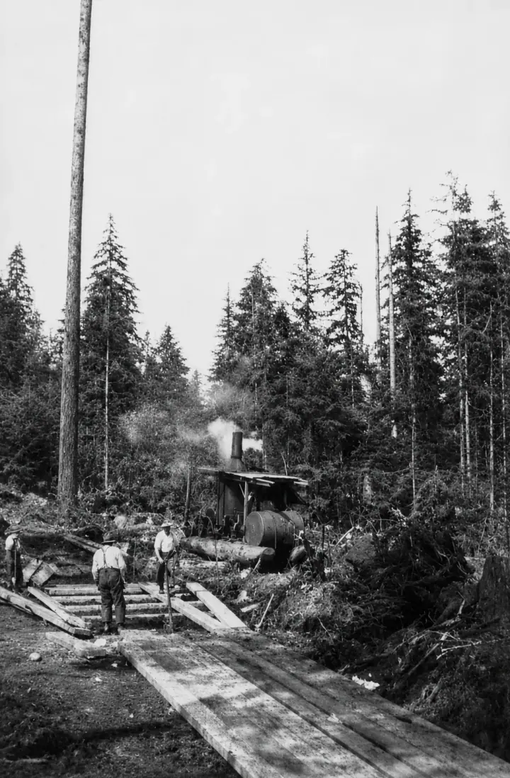 Workers building a plank road in a wooded Marysville-area logging scene with a steam donkey machine in the background.